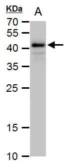 OCT4 Antibody