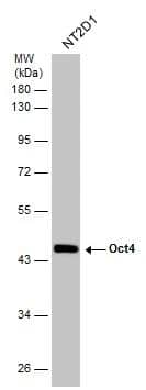 OCT4 Antibody