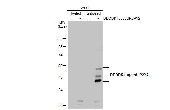 P2Y2 Antibody