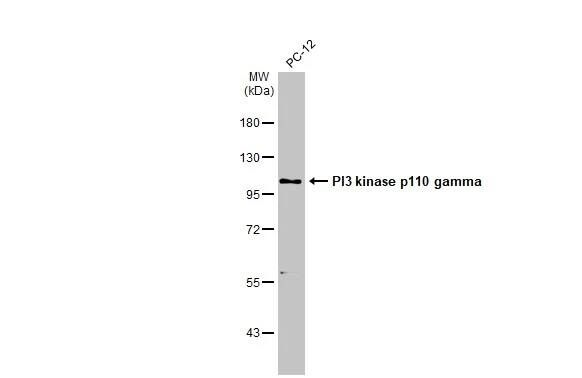 PI 3-Kinase p110 gamma Antibody