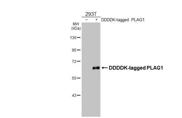 PLAG1 Antibody - BSA Free