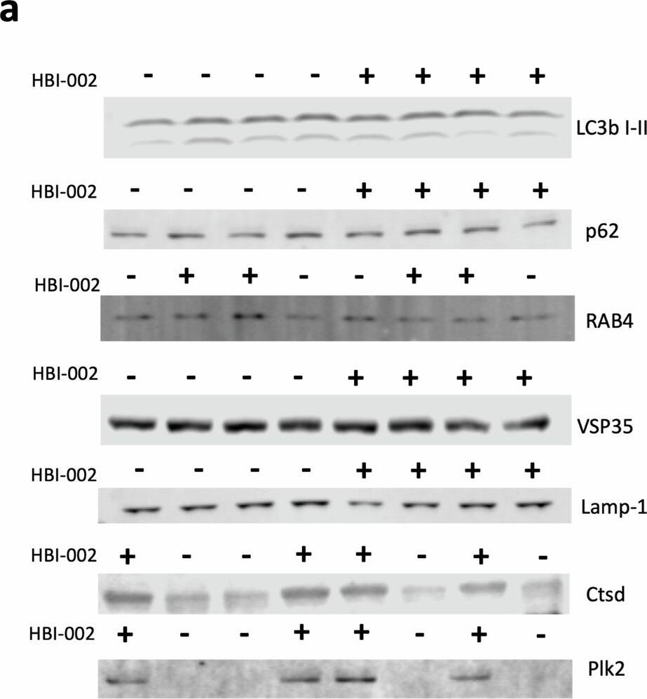 PLK2 Antibody - BSA Free