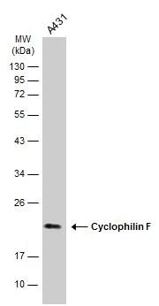 Cyclophilin-F Antibody