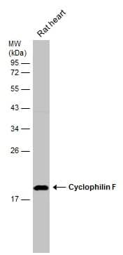 Cyclophilin-F Antibody