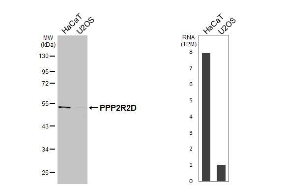 PPP2R2D Antibody - BSA Free