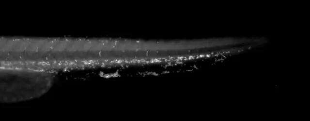 Cytohesin-1 Antibody