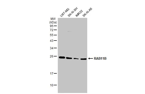 RAB11B Antibody
