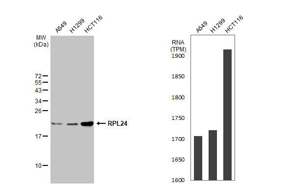 Ribosomal Protein L24 Antibody - BSA Free