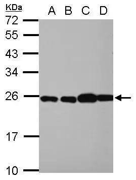 RPL29 Antibody