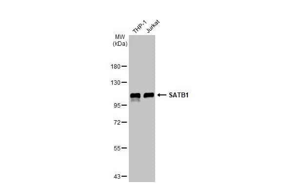 SATB1 Antibody
