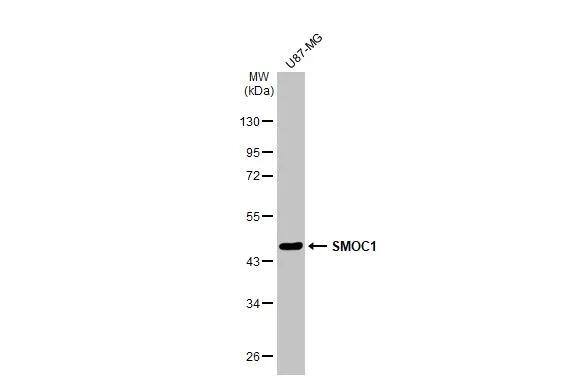 SMOC-1 Antibody
