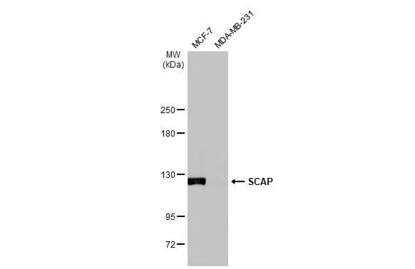 SCAP Antibody