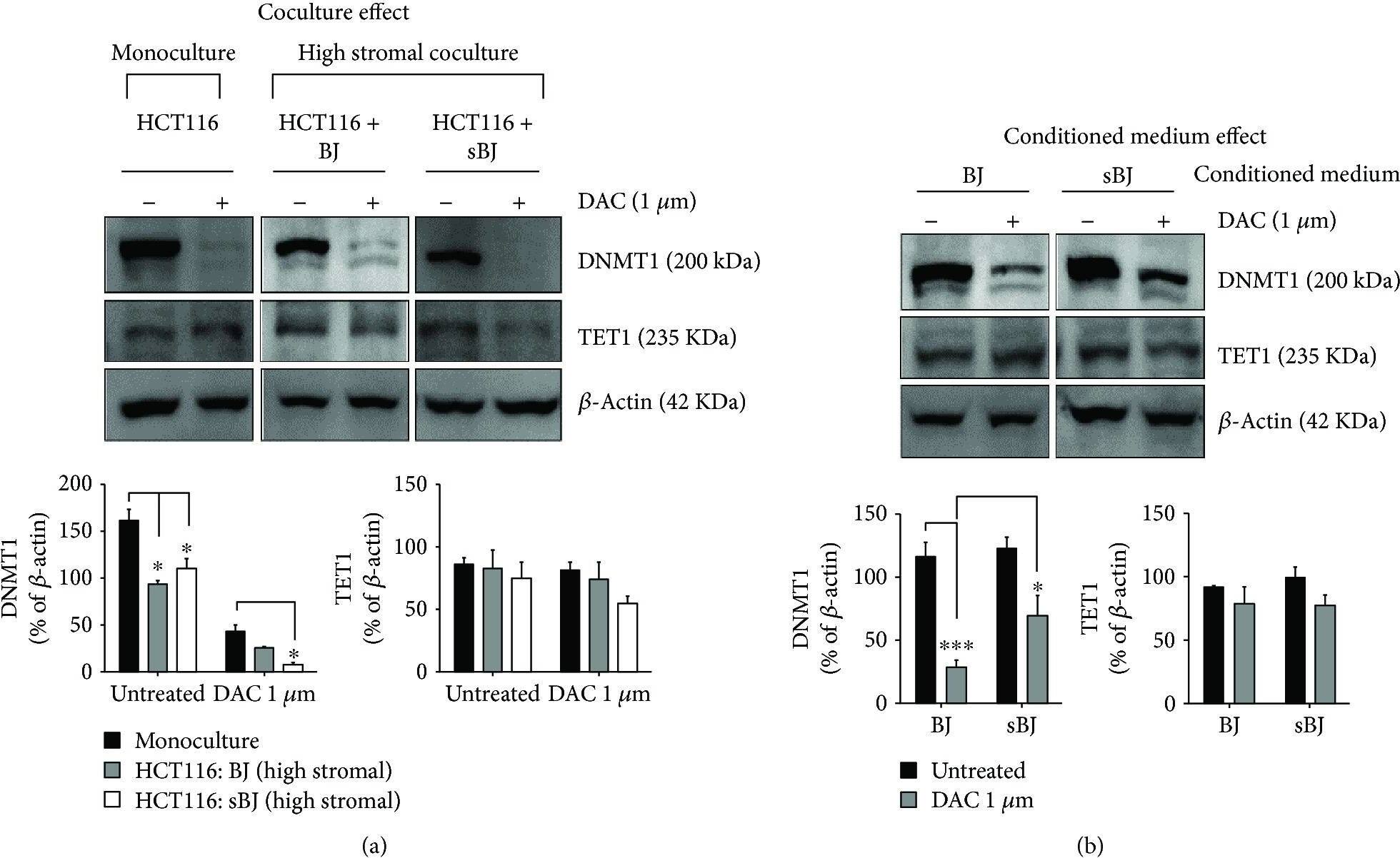 TET1 Antibody (1462)