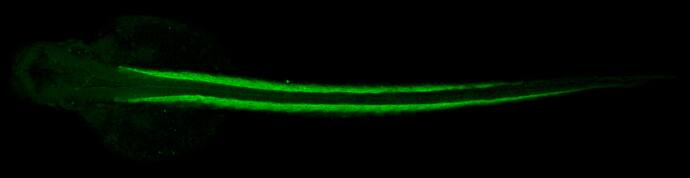 tropomyosin-4 Antibody