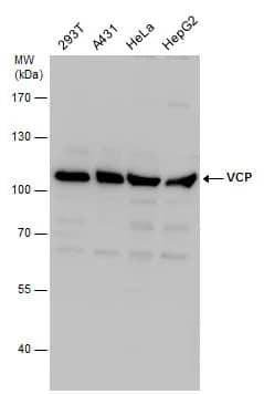 p97/VCP Antibody