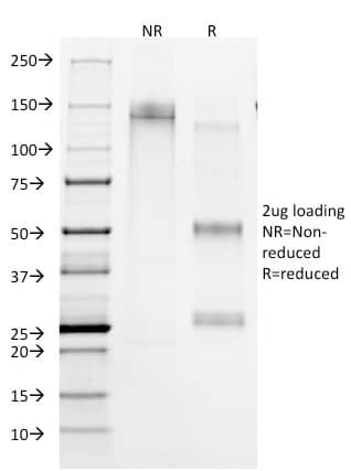 CD45RA Antibody (158-4D3) Immunocytochemistry/ Immunofluorescence: CD45RA Antibody (158-4D3) [NBP2-15193] -