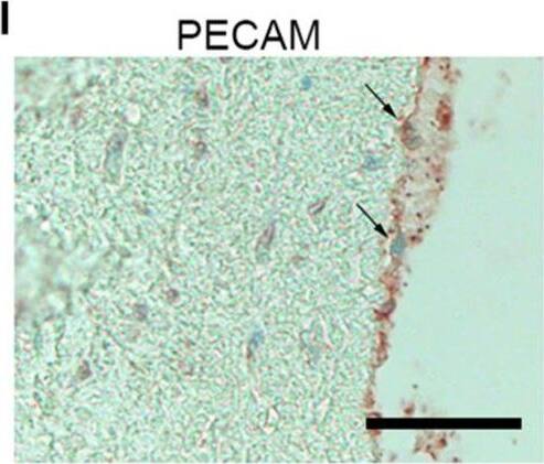 CD31/PECAM-1 Antibody (C31.3)