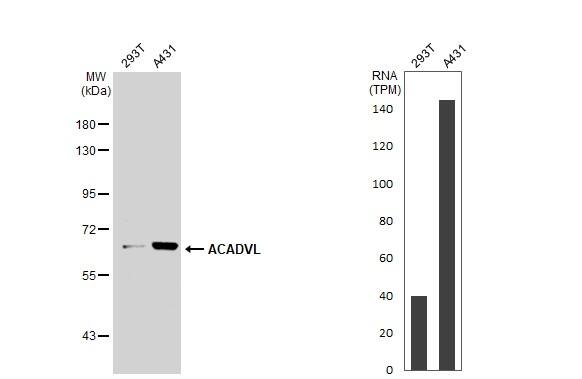 ACADVL Antibody