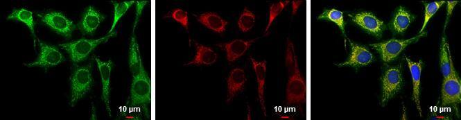 Aconitase 2 Antibody - BSA Free