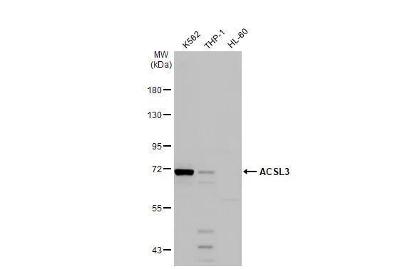 ACSL3 Antibody - BSA Free