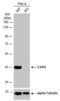 CapG Antibody
