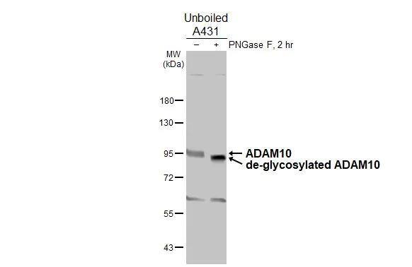 ADAM10 Antibody - BSA Free