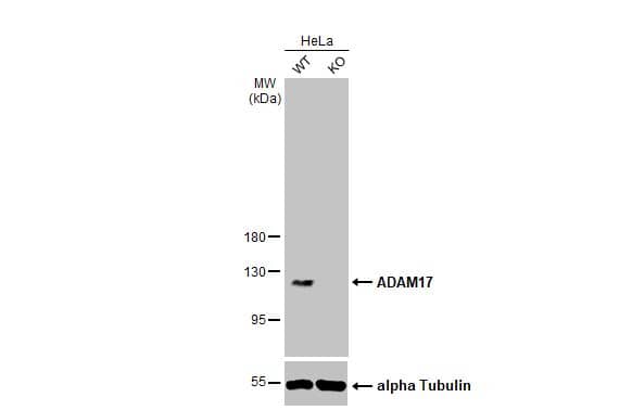 TACE/ADAM17 Antibody