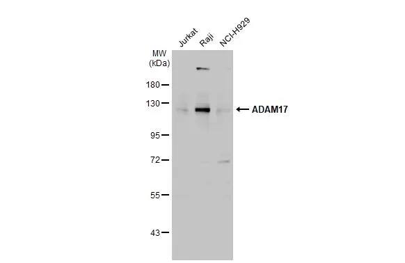 TACE/ADAM17 Antibody