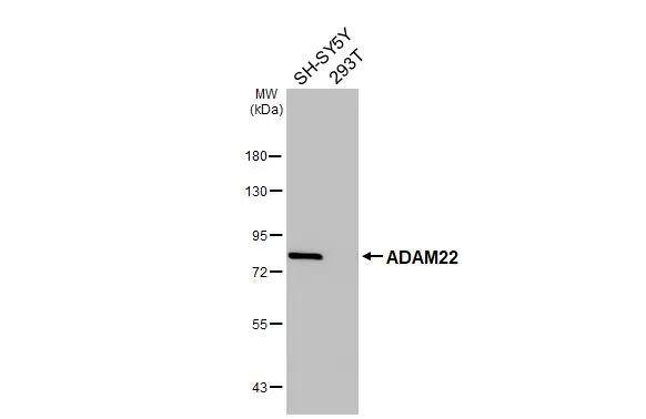 ADAM22 Antibody - BSA Free