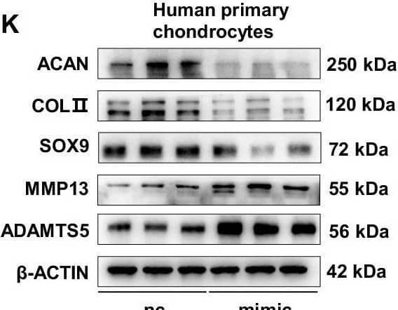ADAMTS5 Antibody - BSA Free
