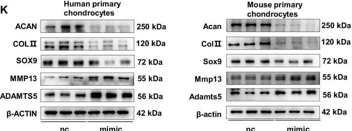 ADAMTS5 Antibody - BSA Free