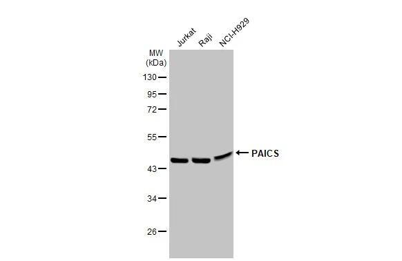 ADE2 Antibody - BSA Free