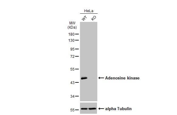 ADK Antibody