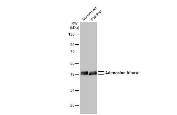 ADK Antibody
