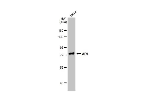 AF9 Antibody