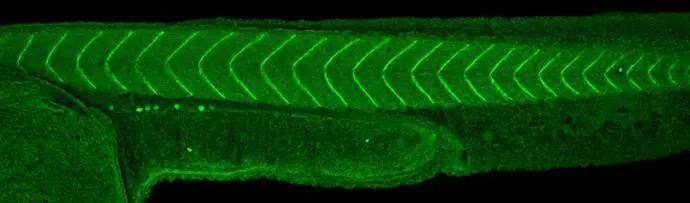 Aldehyde Dehydrogenase 1-A1/ALDH1A1 Antibody
