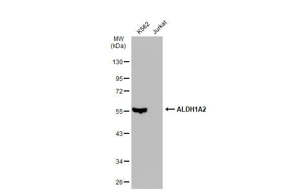 ALDH1A2 Antibody - BSA Free