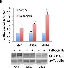 ALDH1A3 Antibody - BSA Free