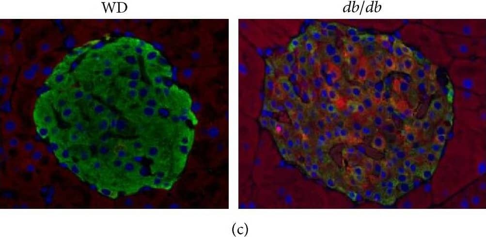 ALDH1A3 Antibody - BSA Free