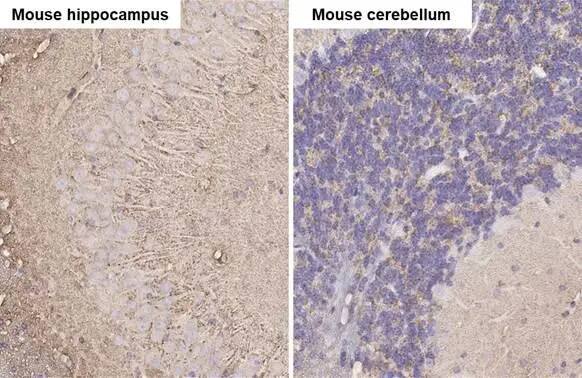 alpha-Synuclein Antibody