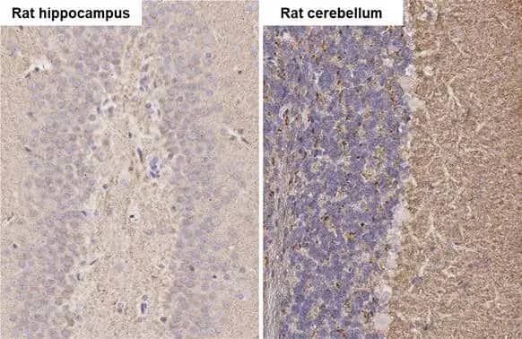 alpha-Synuclein Antibody