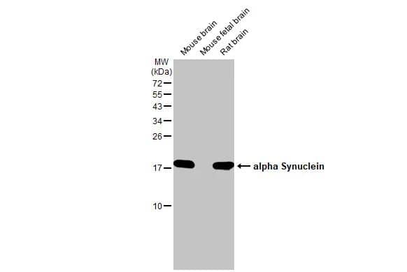 alpha-Synuclein Antibody - Azide Free