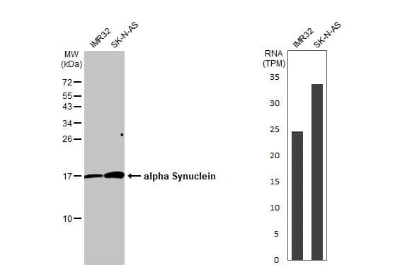 alpha-Synuclein Antibody - Azide Free
