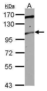 ALS2CR3 Antibody