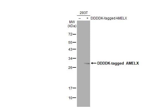 AMELX Antibody