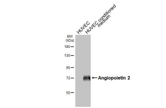 Angiopoietin-2 Antibody - BSA Free