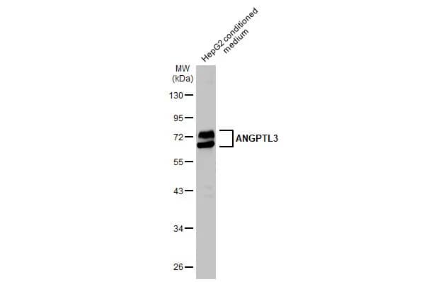 Angiopoietin-like Protein 3/ANGPTL3 Antibody