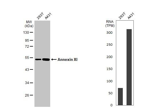 Annexin A11 Antibody - BSA Free