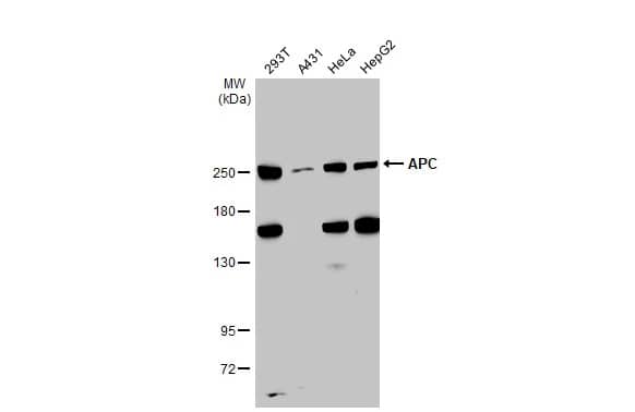 APC Antibody