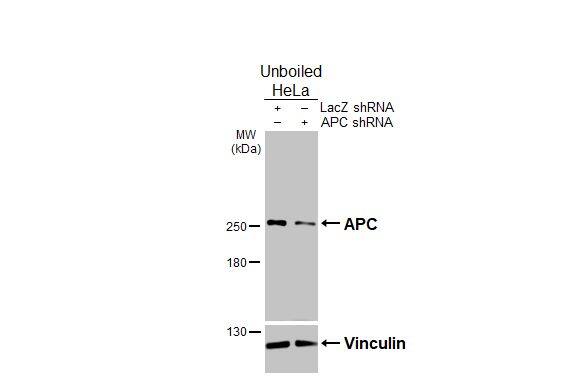 APC Antibody - BSA Free